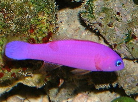 PSEUDOCHROMIS PORPHYREUS
